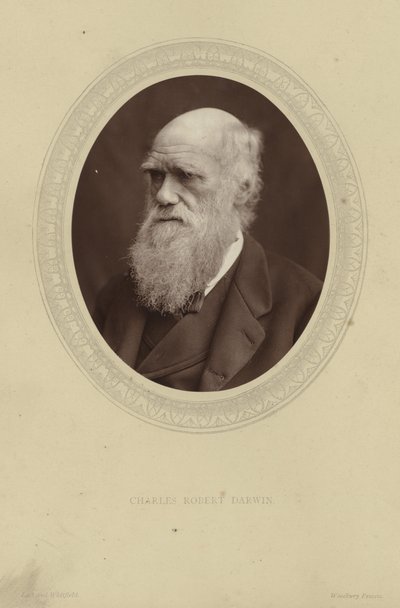 Ritratto di Charles Darwin da Lock and Whitfield
